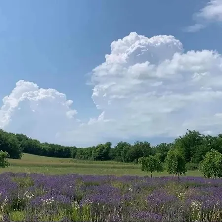 Quirky Park - Pool, Hot Tub, Cold Plunge, Sauna And Exclusive Party Siófok