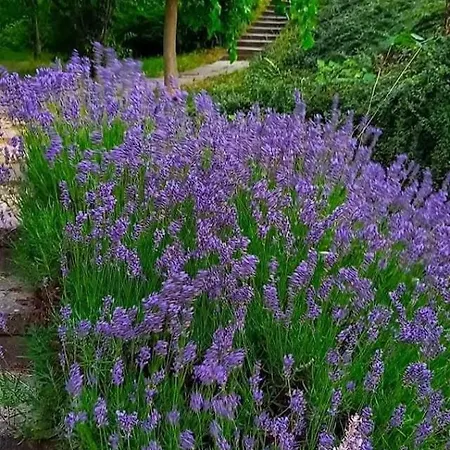 Quirky Park - Pool, Hot Tub, Cold Plunge, Sauna And Exclusive Party Siófok