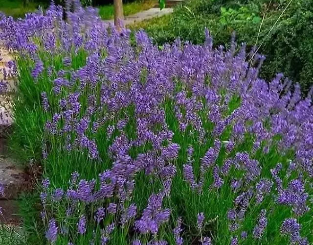 Quirky Park - Pool, Hot Tub, Cold Plunge, Sauna And Exclusive Party Siófok